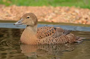 Images Dated 4th January 2024: King Eider, Somateria spectabilis