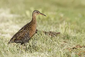 Images Dated 15th April 2017: King Rail, Rallus elegans