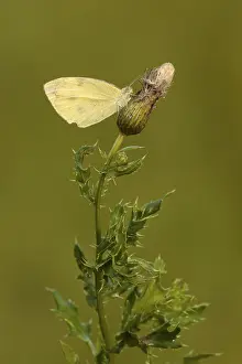 Grasland Prints: Klein Koolwitje, Small White, Pieris rapae