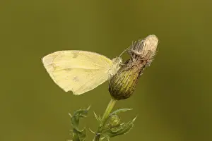 Grasland Prints: Klein Koolwitje, Small White, Pieris rapae