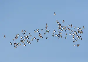 2014 Prints: Kleine Alken vliegend boven pakijs; Little Auk's flying above pa