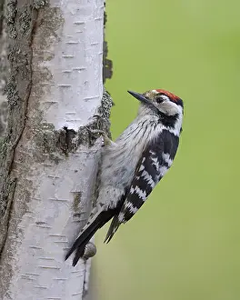 Dendrocopos Prints: Kleine Bonte Specht, Lesser Spotted Woodpecker, Dendrocopos mino