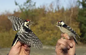 Dendrocopos Prints: Kleine Bonte Specht, Lesser Spotted Woodpecker, Dendrocopos mino