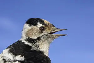 Dendrocopos Prints: Kleine Bonte Specht, Lesser Spotted Woodpecker, Dendrocopos mino