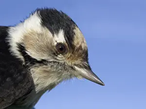 Dendrocopos Prints: Kleine Bonte Specht, Lesser Spotted Woodpecker, Dendrocopos mino