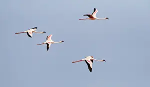 Kleine Flamingo, Lesser Flamingo, Phoeniconaias minor