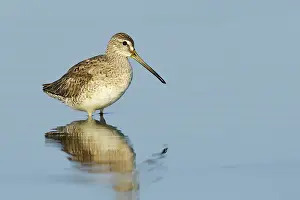 Images Dated 19th April 2014: Kleine Grijze Snip, Short-billed Dowitcher, Limnodromus griseus