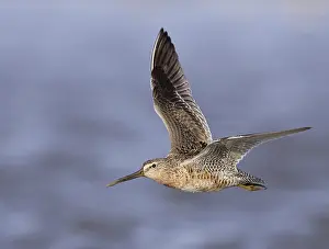 Grijze Prints: Kleine Grijze Snip, Short-billed Dowitcher, Limnodromus griseus