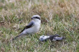 Schaarse Gast Prints: Kleine Klapekster, Lesser Grey Shrike, Lanius minor