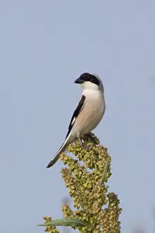 Shrike Prints: Kleine Klapekster, Lesser Grey Shrike, Lanius minor