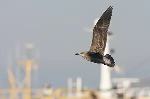 Images Dated 7th October 2010: Kleine Mantelmeeuw, Lesser Black-backed Gull, Larus fuscus