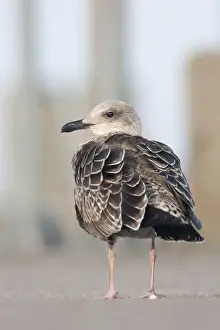 Images Dated 7th October 2010: Kleine Mantelmeeuw, Lesser Black-backed Gull, Larus fuscus