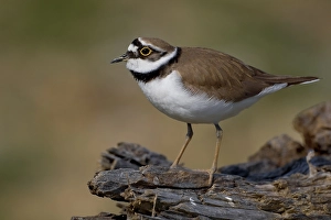 Images Dated 15th March 2009: Kleine Plevier, Little Ringed Plover, Charadrius dubius