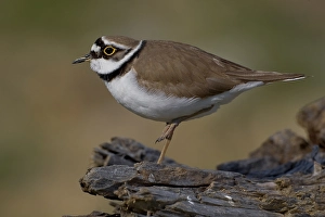Images Dated 15th March 2009: Kleine Plevier, Little Ringed Plover, Charadrius dubius