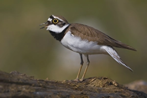 Images Dated 15th March 2009: Kleine Plevier, Little Ringed Plover, Charadrius dubius