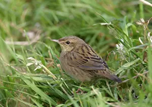1980 Prints: Kleine Sprinkhaanzanger, Lanceolated Warbler, Locustella lanceolata
