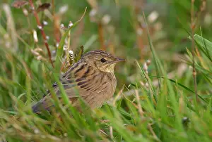 1980 Prints: Kleine Sprinkhaanzanger, Lanceolated Warbler, Locustella lanceolata
