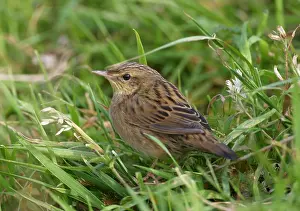 1980 Prints: Kleine Sprinkhaanzanger, Lanceolated Warbler, Locustella lanceol