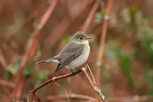 2003 Prints: Kleine Vliegenvanger, Red-breasted Flycatcher, Picedula parva