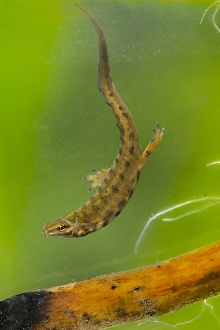 Flora En Faunawet Prints: Kleine Watersalamander, Smooth Newt, Lissotriton vulgaris