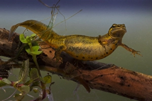 Flora En Faunawet Prints: Kleine Watersalamander, Smooth Newt, Lissotriton vulgaris