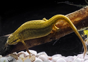 Flora En Faunawet Prints: Kleine Watersalamander, Smooth Newt, Lissotriton vulgaris