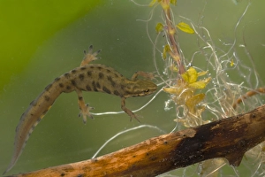 Flora En Faunawet Prints: Kleine Watersalamander, Smooth Newt, Lissotriton vulgaris