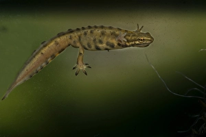 Flora En Faunawet Prints: Kleine Watersalamander, Smooth Newt, Lissotriton vulgaris
