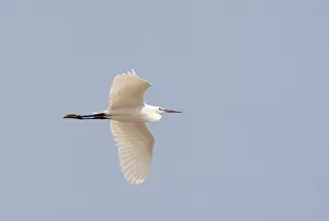 Happy Island Prints: Kleine Zilverreiger; Little Egret; Egretta garzetta