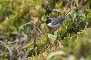 Images Dated 28th March 2009: Kleine Zwartkop, Sardinian Warbler, Sylvia melanocephala ssp. melanocephala
