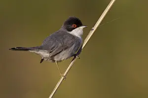 Images Dated 10th April 2014: Kleine Zwartkop; Sardinian Warbler; Sylvia melanocephala