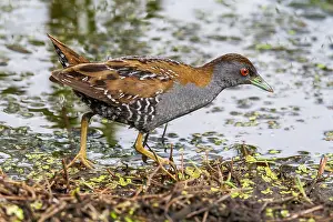 Nederlanden Prints: Kleinst Waterhoen, Baillon's Crake, Porzana pusilla