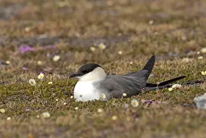 Summerplumage Prints: Kleinste Jager, Long-tailed Skua, Stercorarius longicaudus
