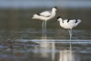 Recurvirostra Prints: Kluut, Pied Avocet, Recurvirostra avoseta