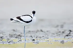 2011 Prints: Kluut, Pied Avocet, Recurvirostra avosetta