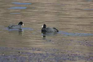 Images Dated 13th February 2006: Knobbelmeerkoet, Red-knobbed Coot, Fulica cristata