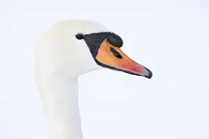2013 Prints: Knobbelzwaan, Mute Swan, Cygnus olor