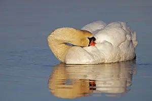 Zwaan Prints: Knobbelzwaan, Mute Swan, Cygnus olor