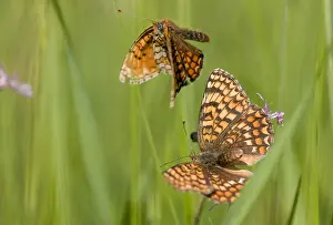 2011 Prints: Knoopkruidparelmoervlinder, Knapweed Fritillary, Melitaea phoebe