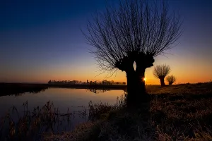 Boerenland Prints: Knotwilgen bij Wirdum, Willows in Wirdum