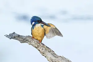 Natuurreservaat Prints: Kobalt Ijsvogel; half-collared kingfisher; alcedo semitorquata;