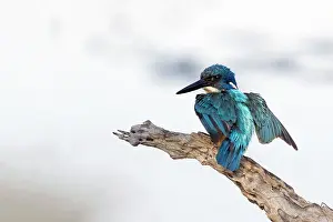 Natuurreservaat Prints: Kobalt Ijsvogel; half-collared kingfisher; alcedo semitorquata;