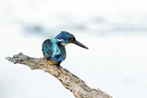 Natuurreservaat Prints: Kobalt Ijsvogel; half-collared kingfisher; alcedo semitorquata;