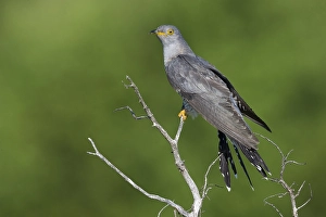 Images Dated 5th June 2015: Koekoek; Common Cuckoo; Cuculus canorus