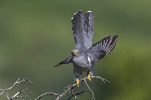 Images Dated 5th June 2015: Koekoek; Common Cuckoo; Cuculus canorus