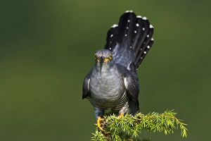 Images Dated 5th June 2015: Koekoek; Common Cuckoo; Cuculus canorus