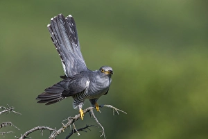 Images Dated 5th June 2015: Koekoek; Common Cuckoo; Cuculus canorus