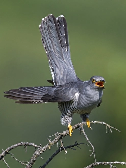 Images Dated 5th June 2015: Koekoek; Common Cuckoo; Cuculus canorus