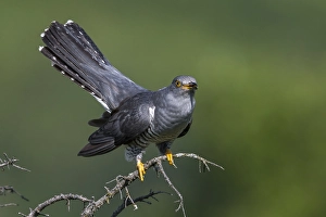 Images Dated 5th June 2015: Koekoek; Common Cuckoo; Cuculus canorus