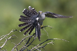 Images Dated 5th June 2015: Koekoek; Common Cuckoo; Cuculus canorus